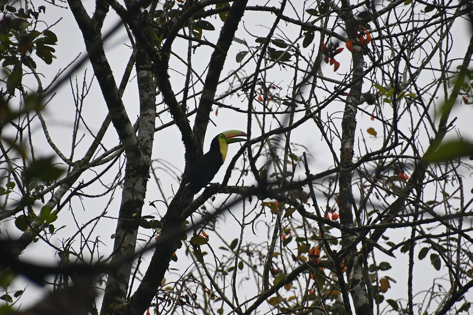 Keel-billed Toucan (Ramphastos sulfuratus)