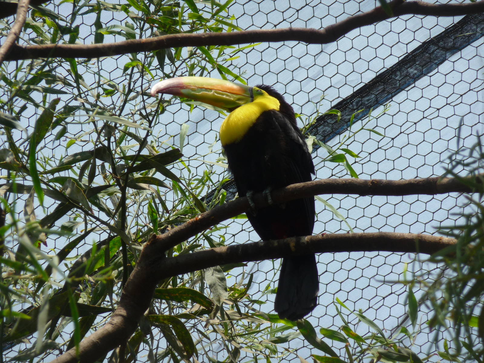 keel billed toucan san juan de aragon zoo