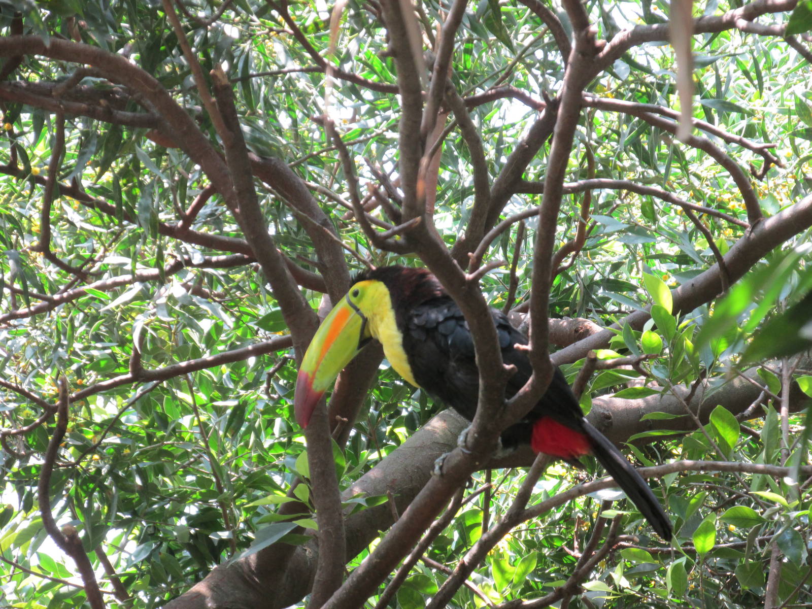 keel billed toucan san juan de aragon zoo