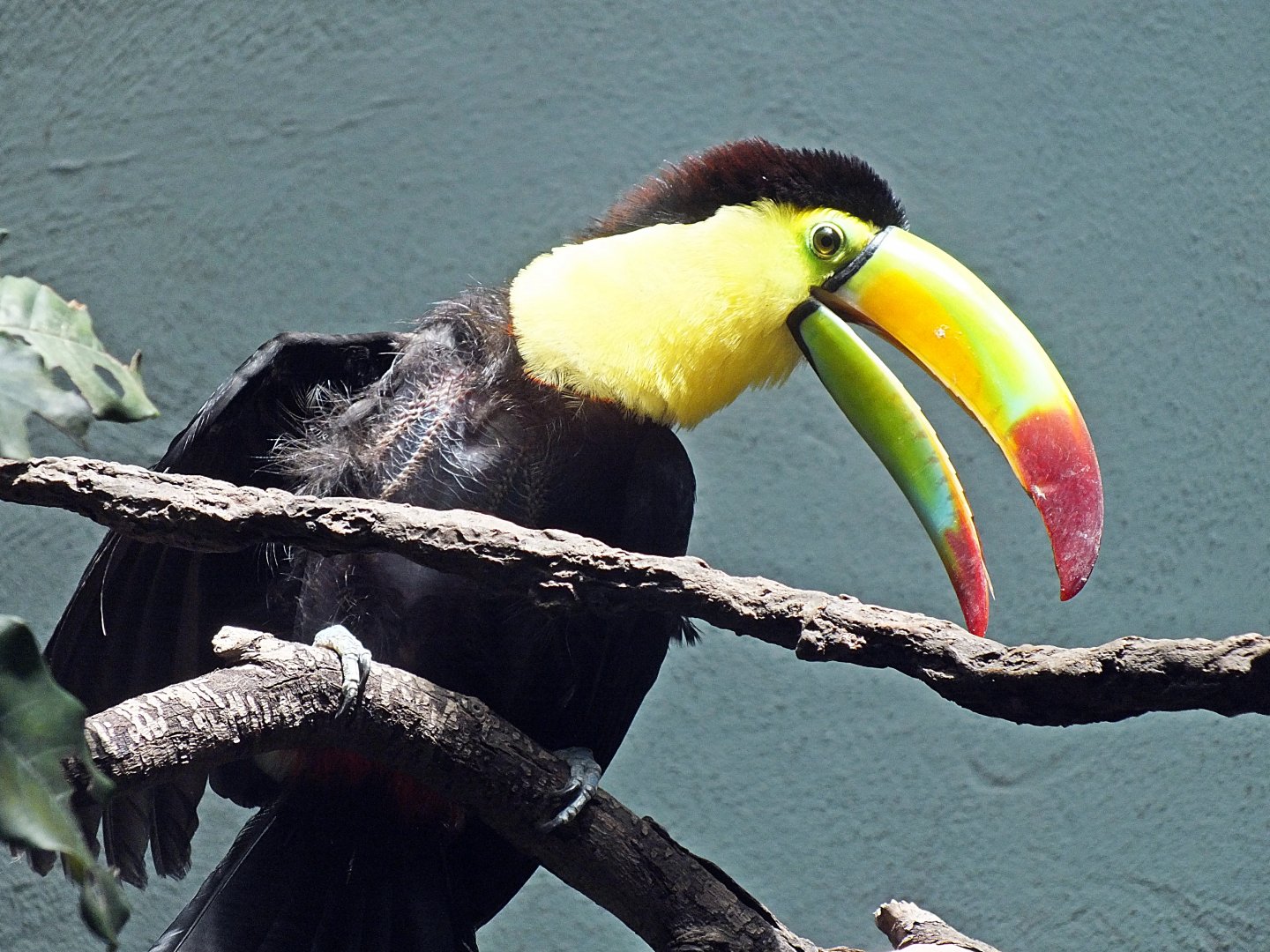 Keel-billed toucan sunning