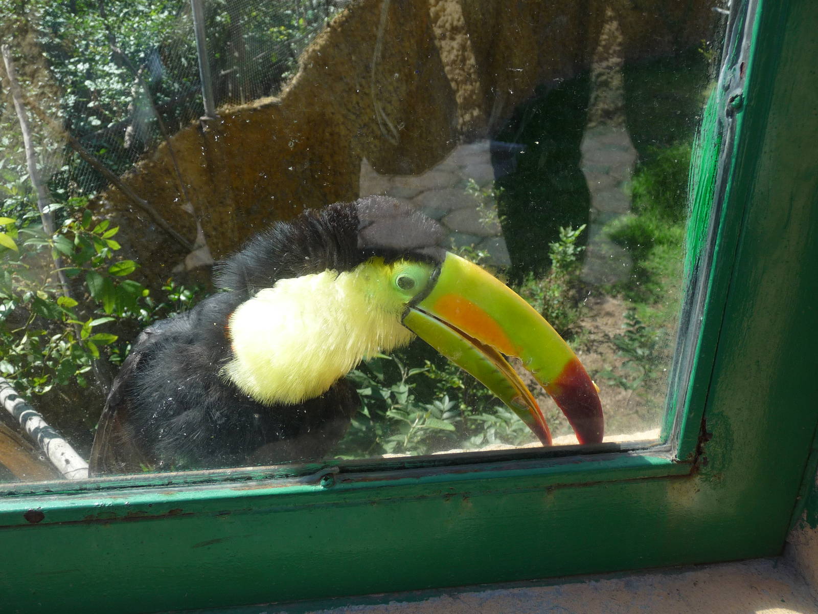 keel billed toucan zoologico del altiplano tlaxcala