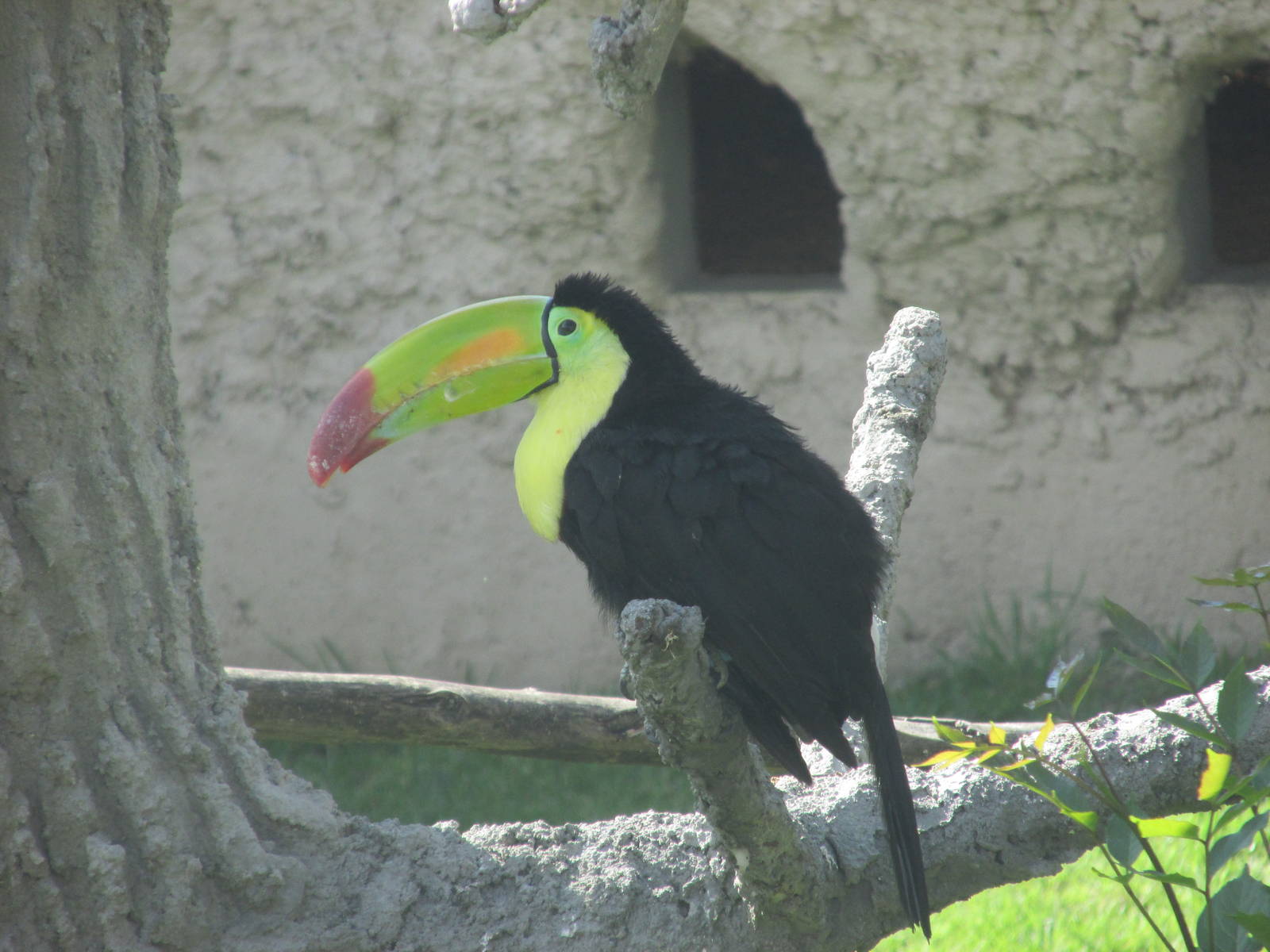 keel billed toucan zoologico del altiplano