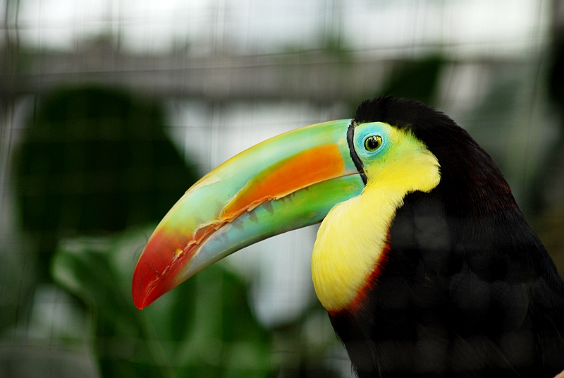 Keel billed toucan