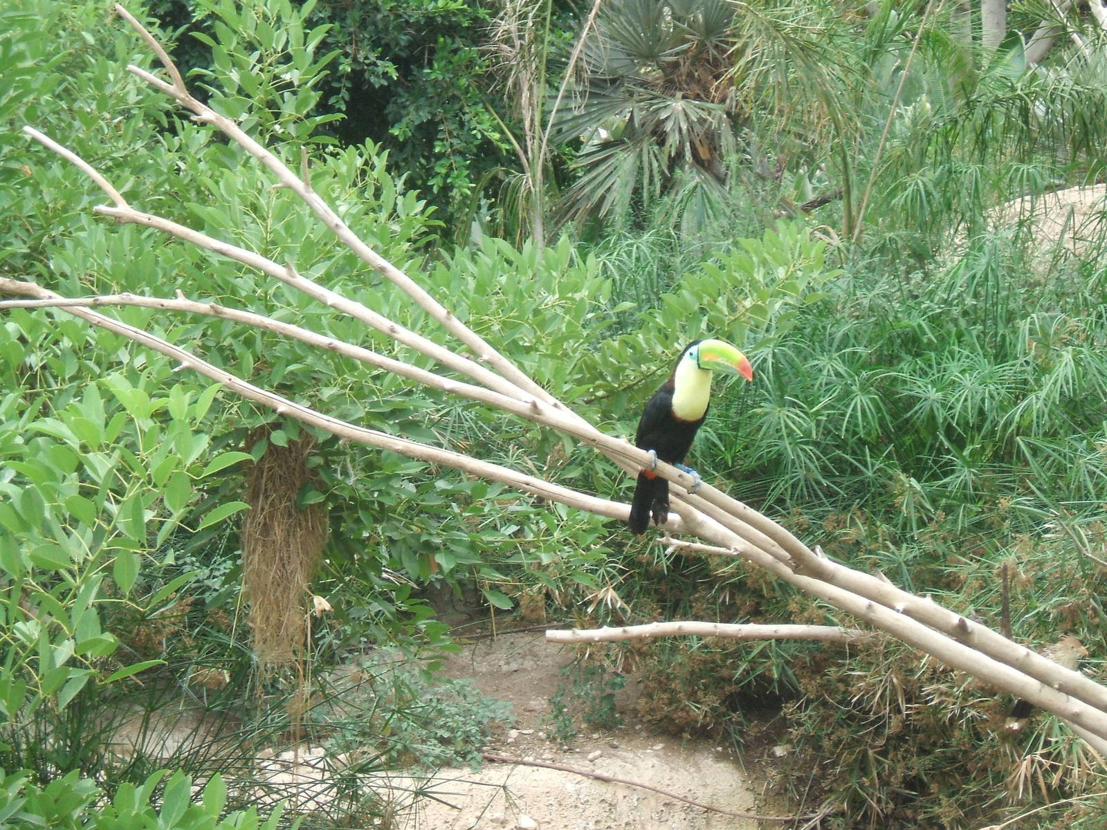 Keel-Billed Toucan