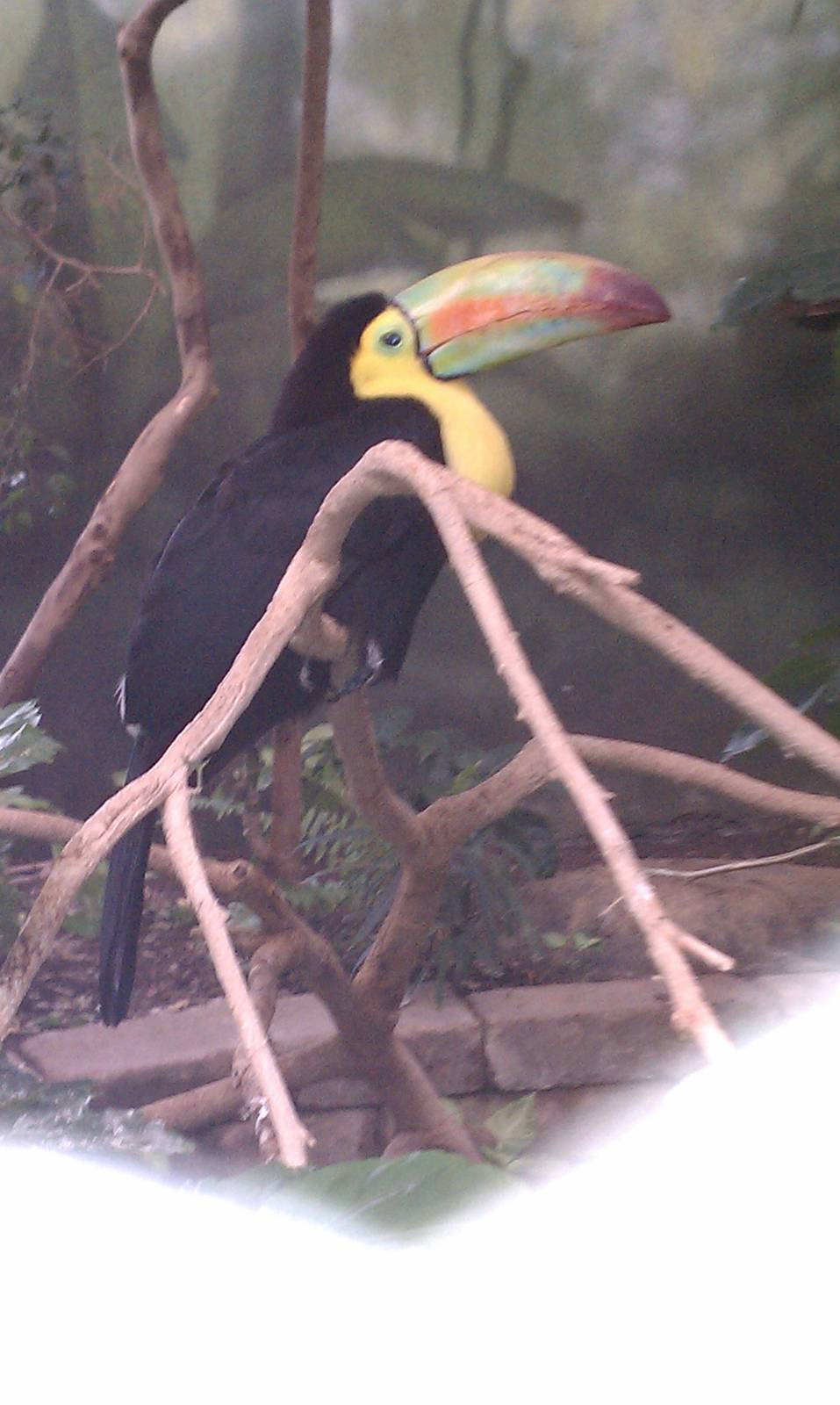 Keel-Billed Toucan