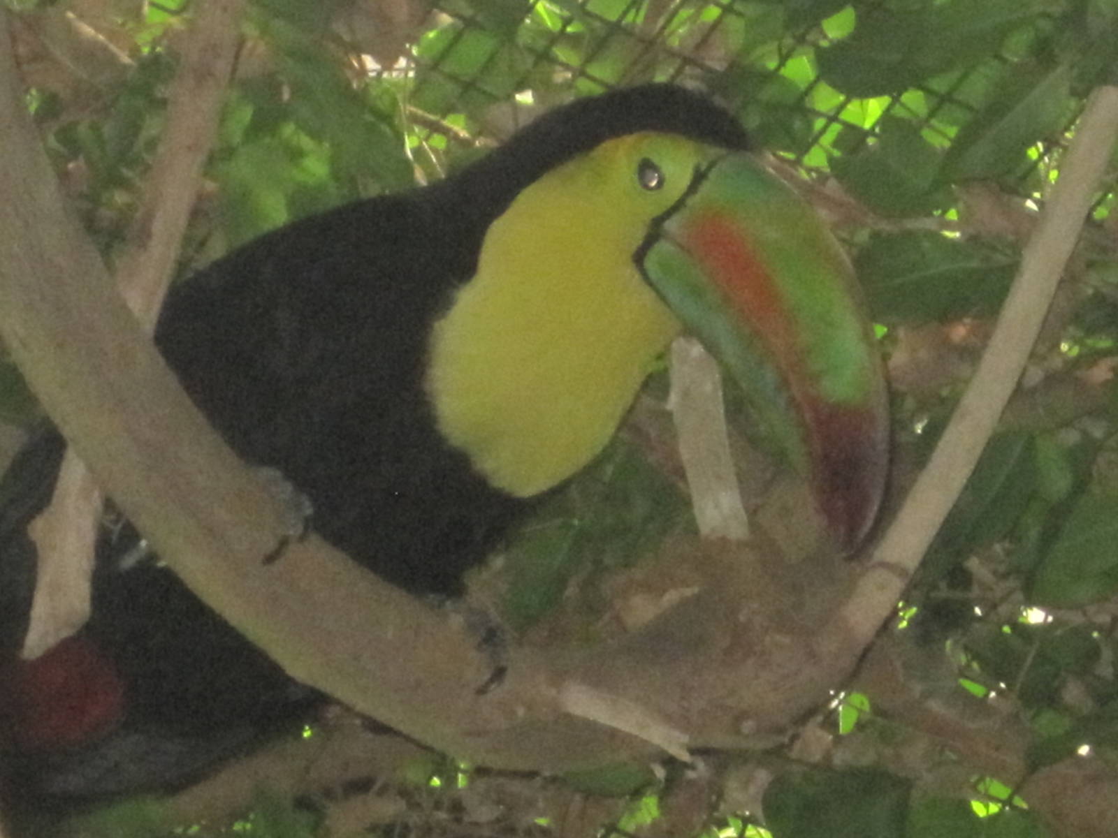 Keel-Billed Toucan