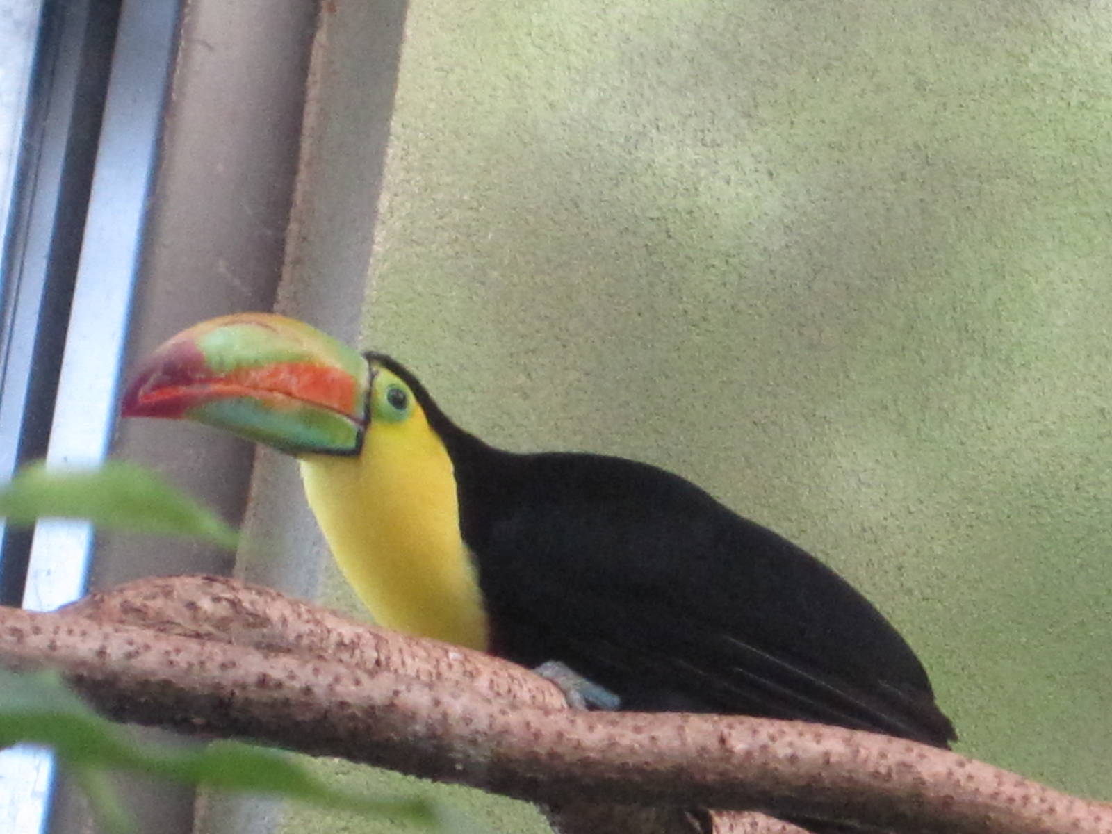 Keel-Billed Toucan