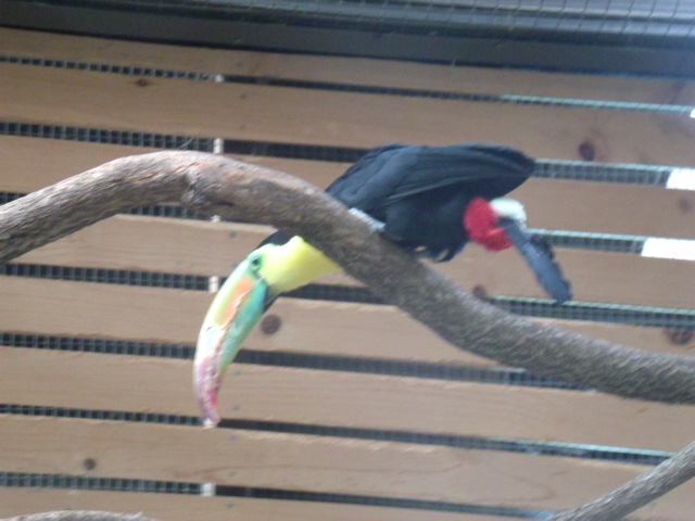Keel-Billed Toucan