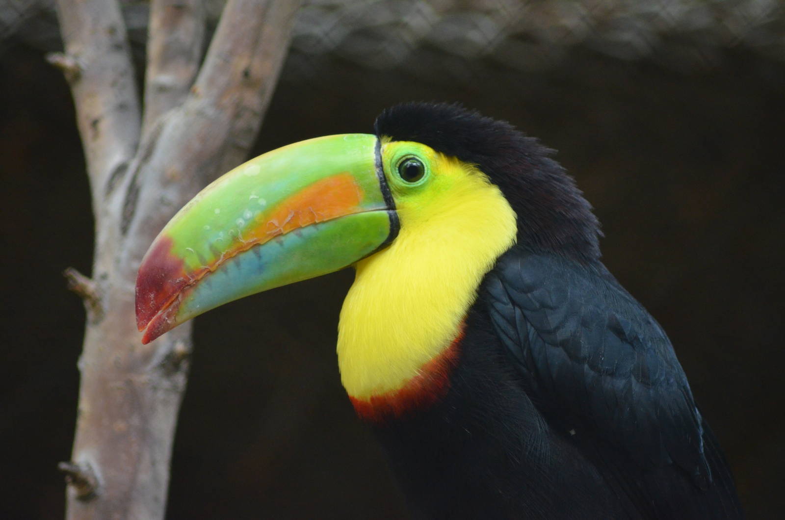 Keel-billed Toucan