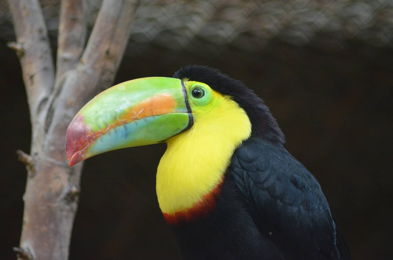 Keel-billed Toucan