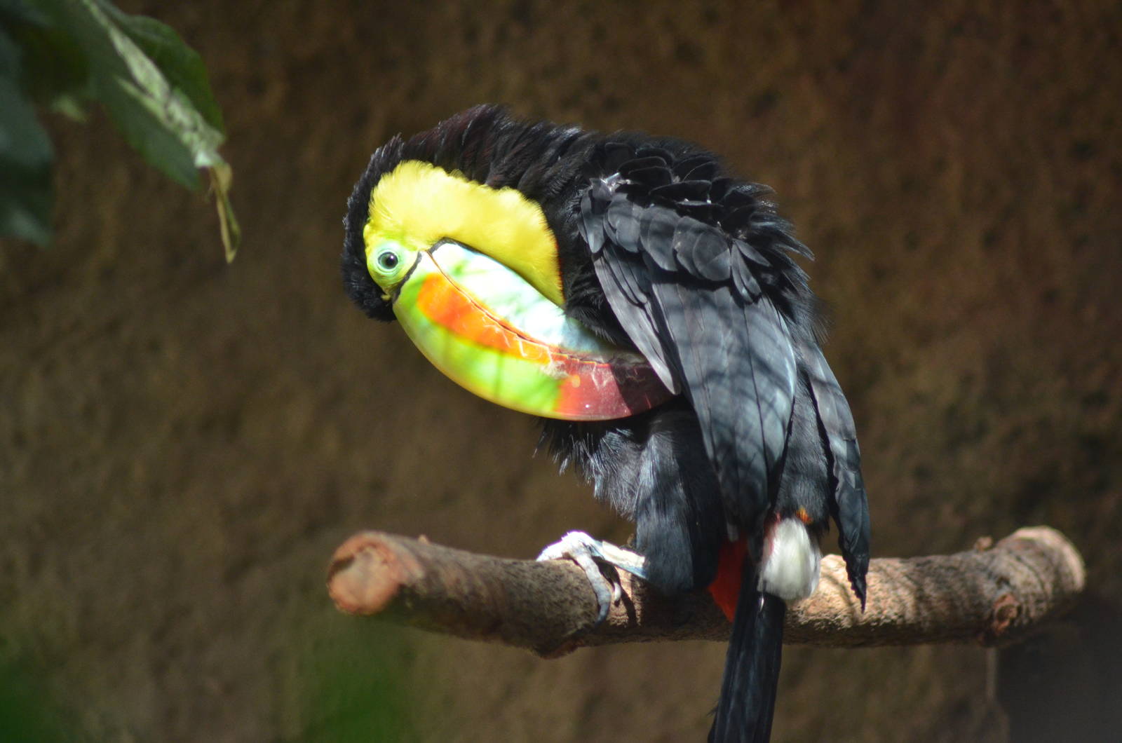 Keel-billed Toucan