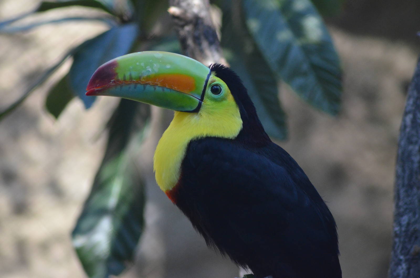 Keel-billed Toucan