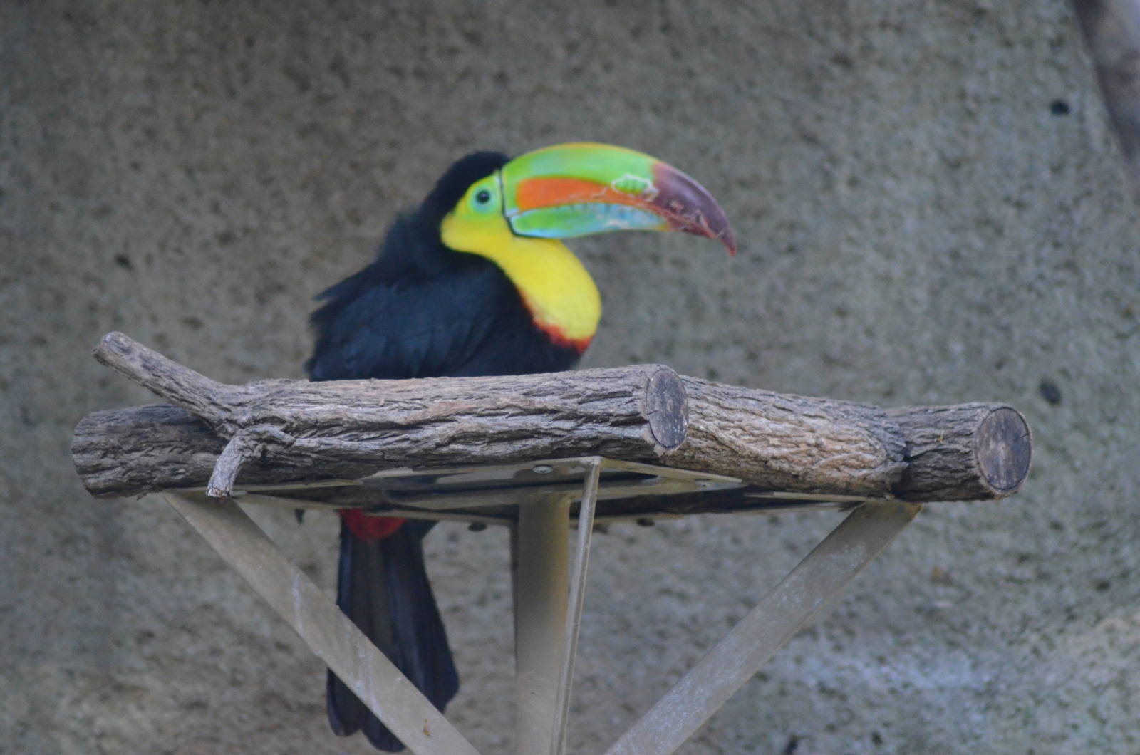Keel-billed Toucan