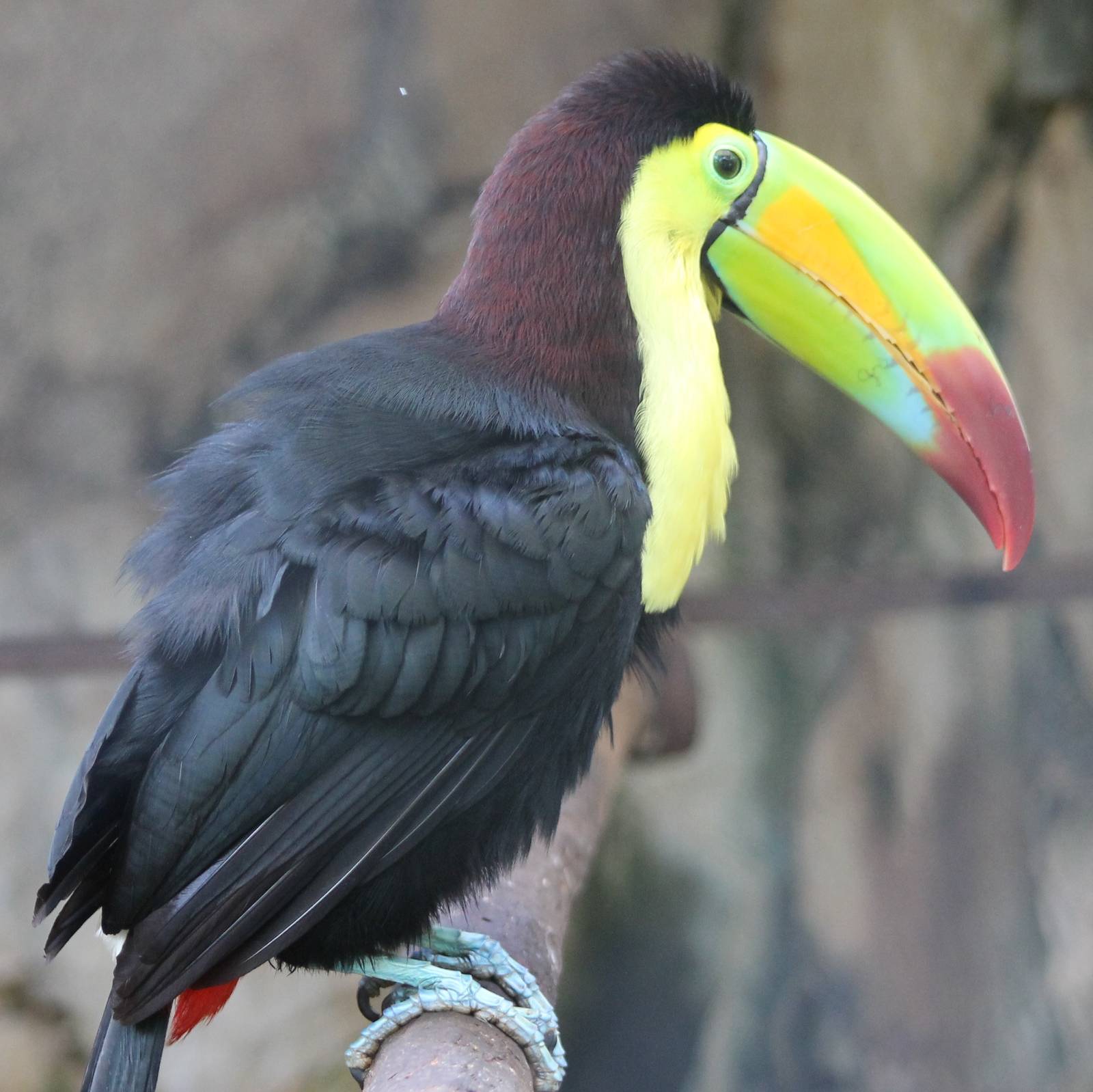 Keel-billed toucan