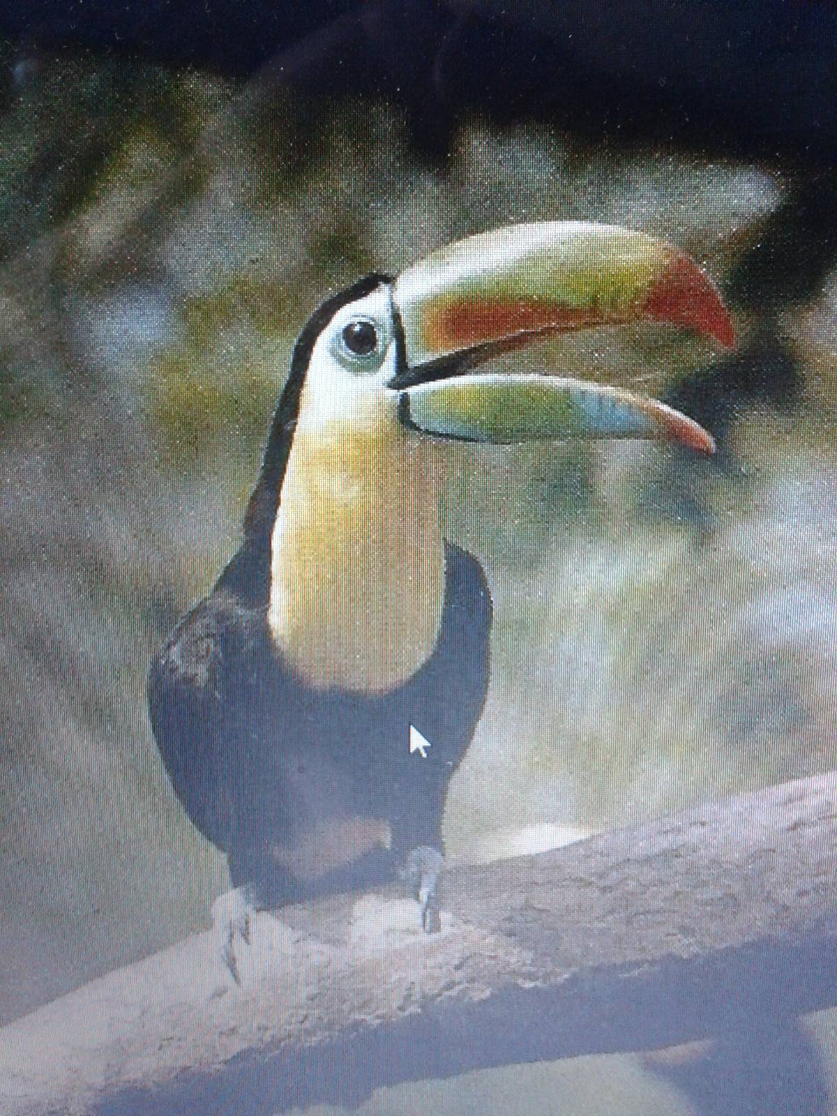 Keel-billed toucan