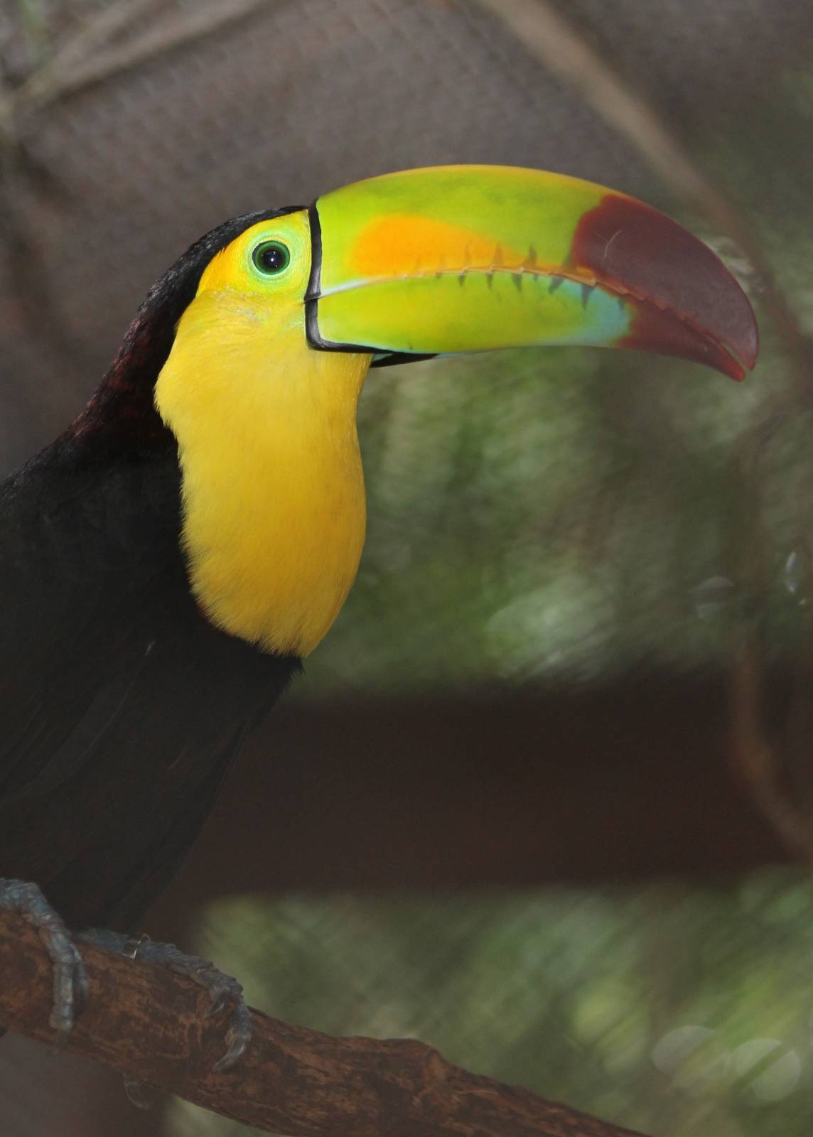 Keel-billed toucan