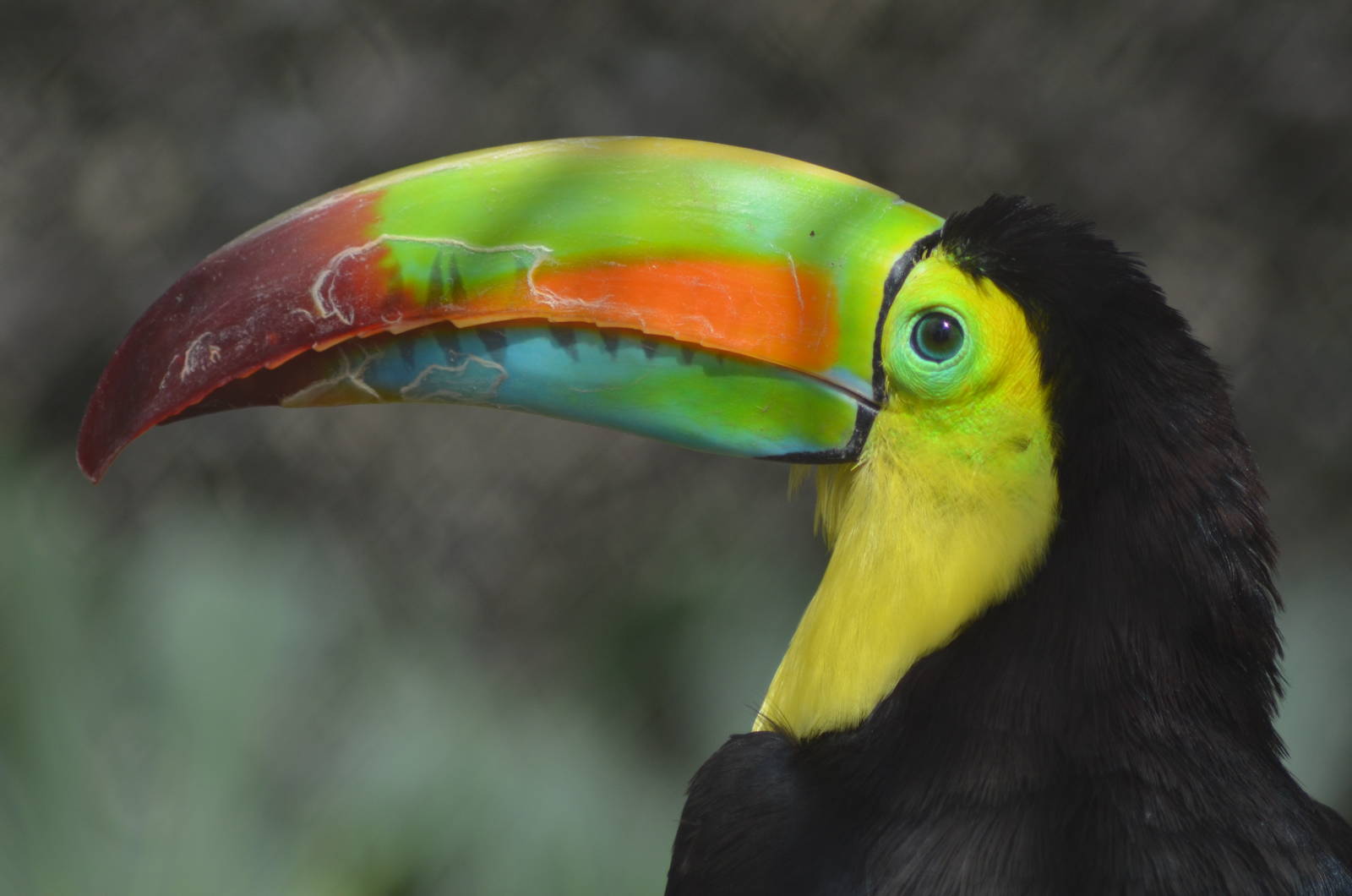 Keel-billed Toucan