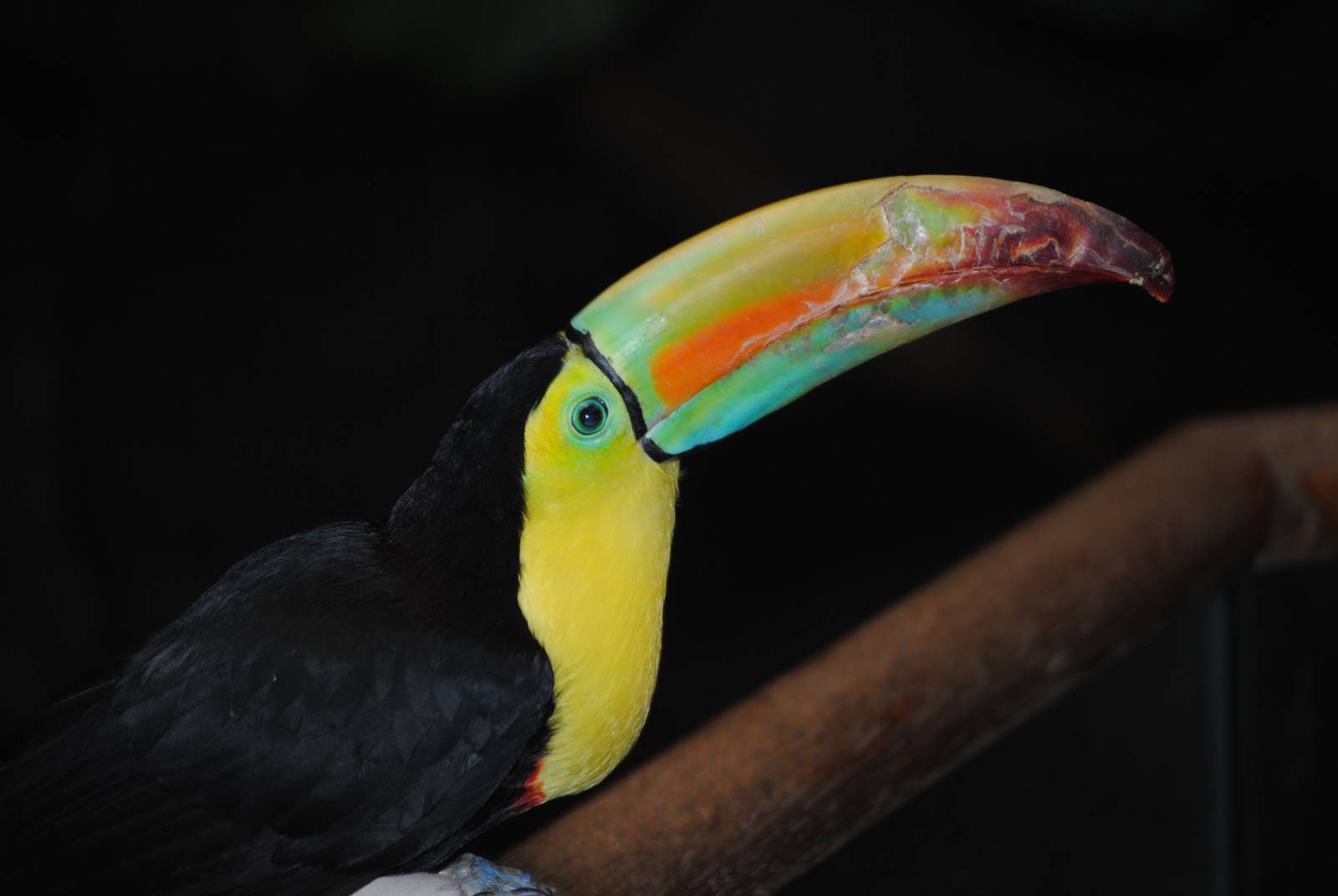 Keel-Billed Toucan