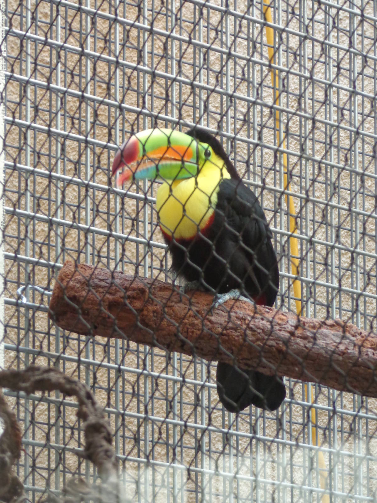 Keel-billed toucan
