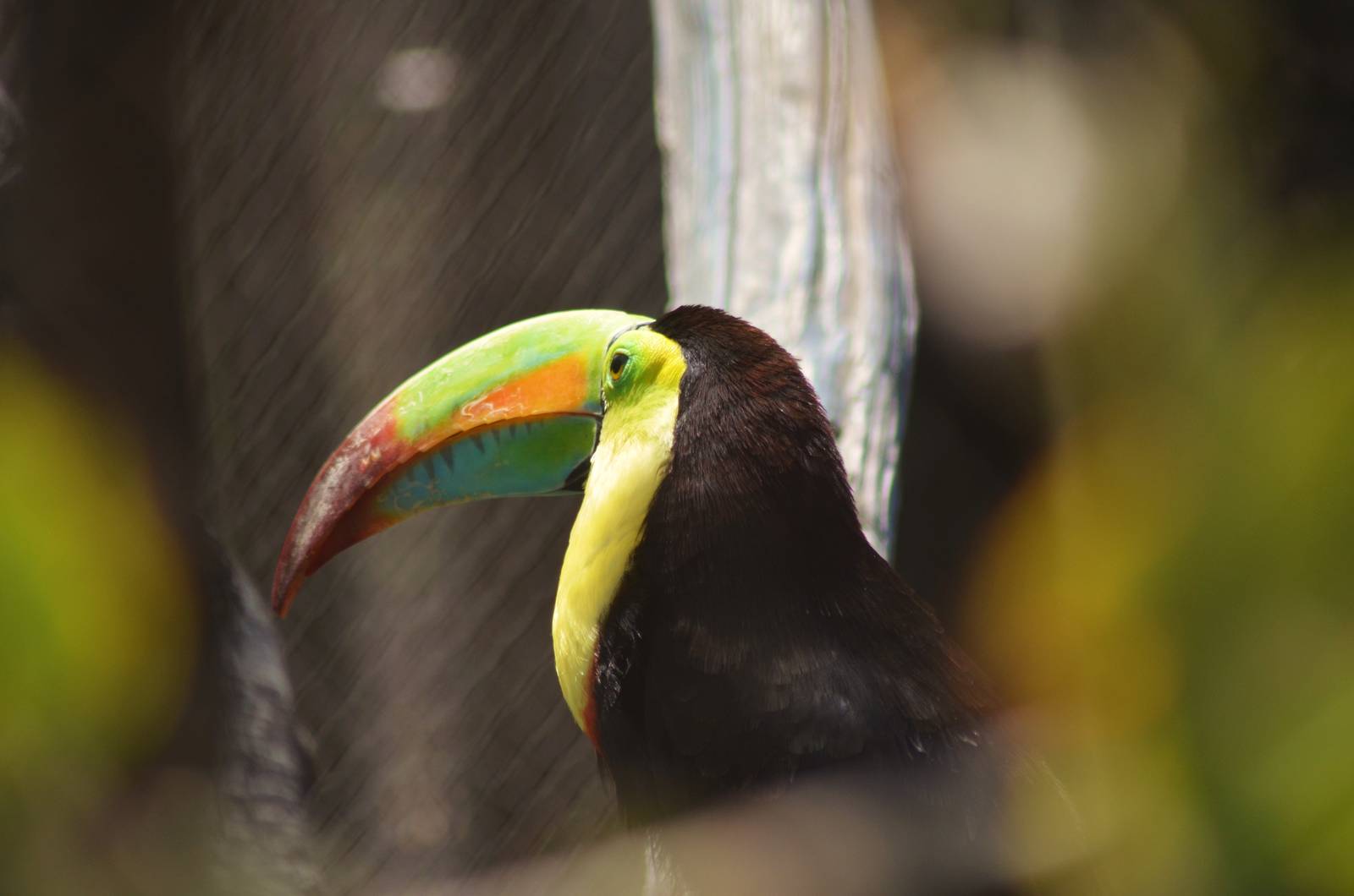 Keel-billed Toucan