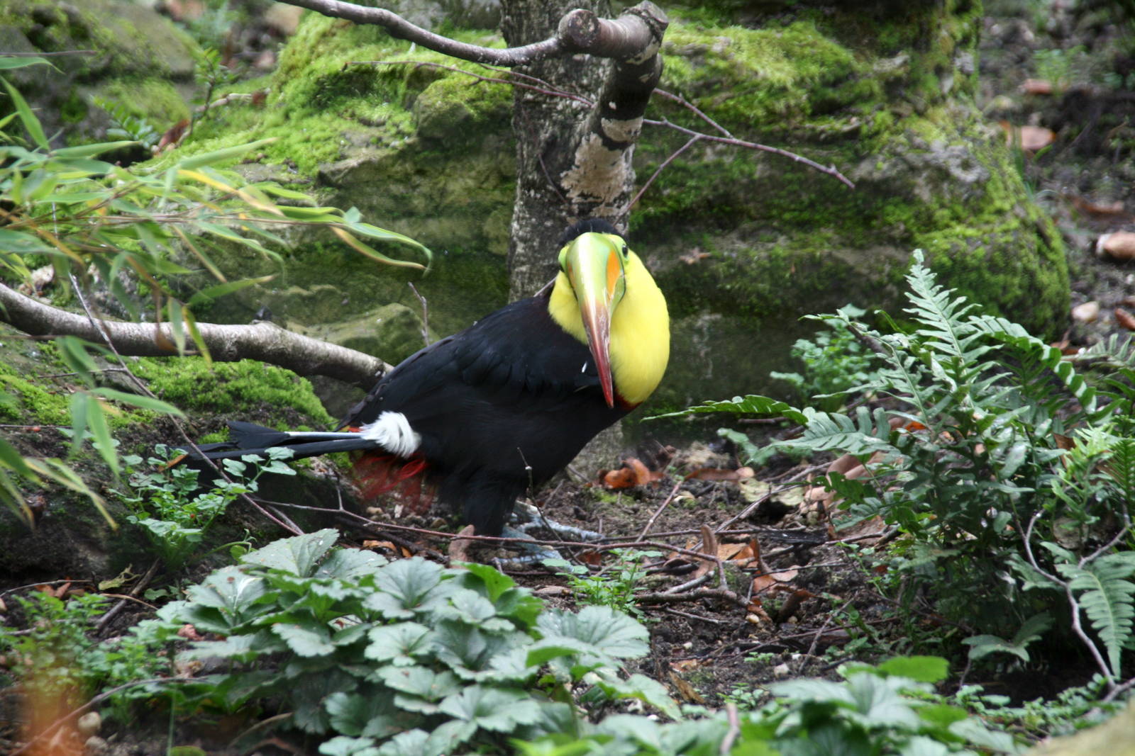 Keel-billed toucan