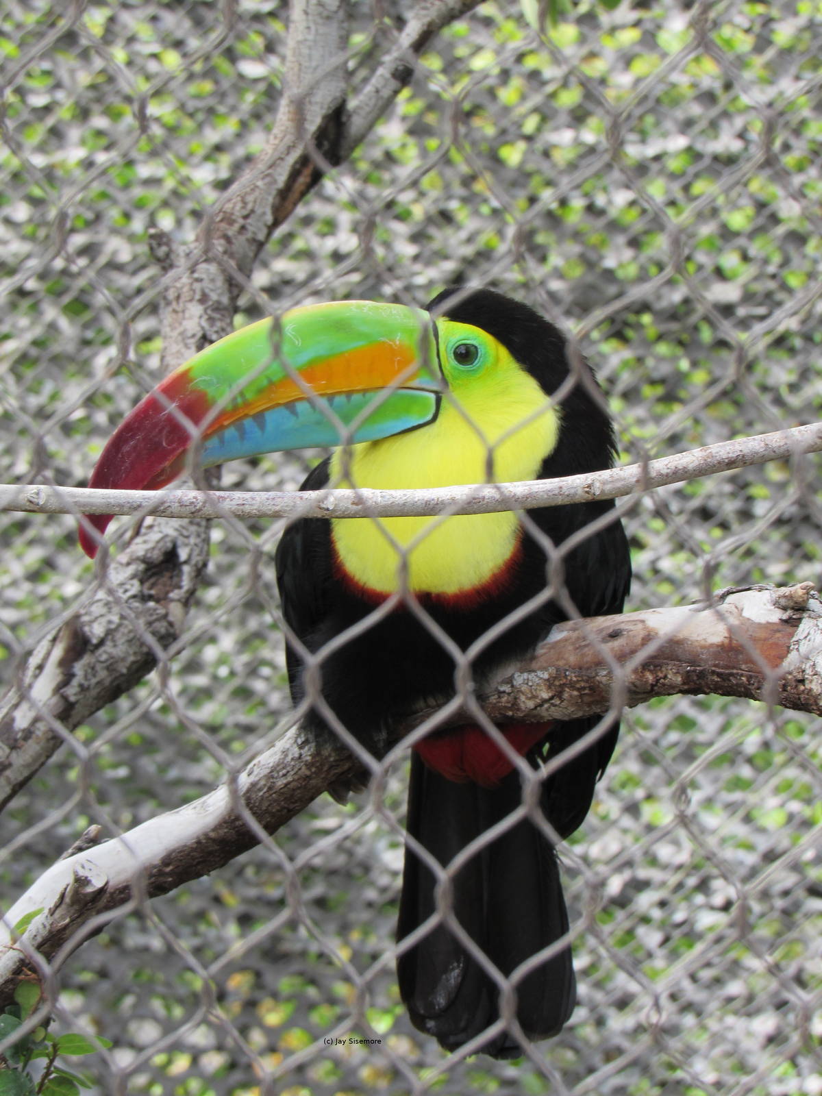 Keel Billed Toucan