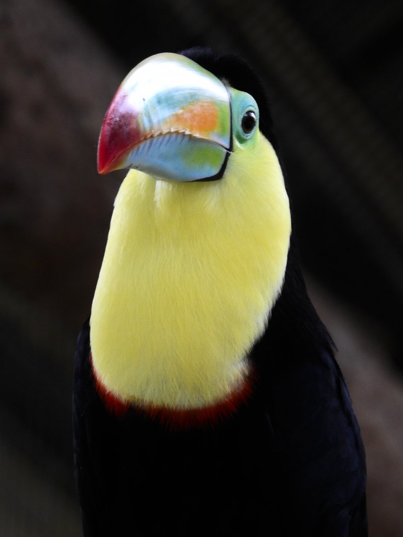 Keel Billed Toucan