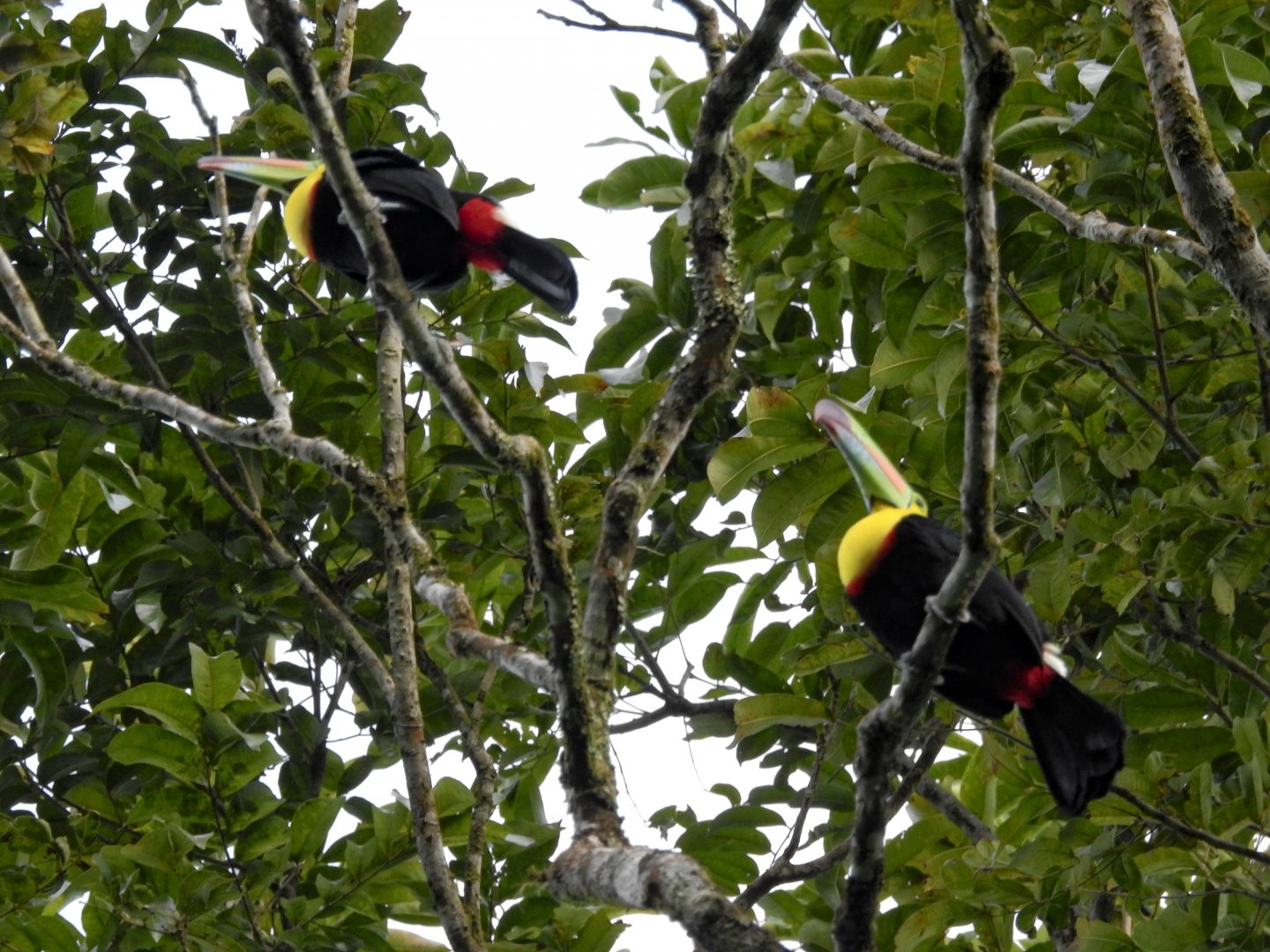 Keel Billed Toucan