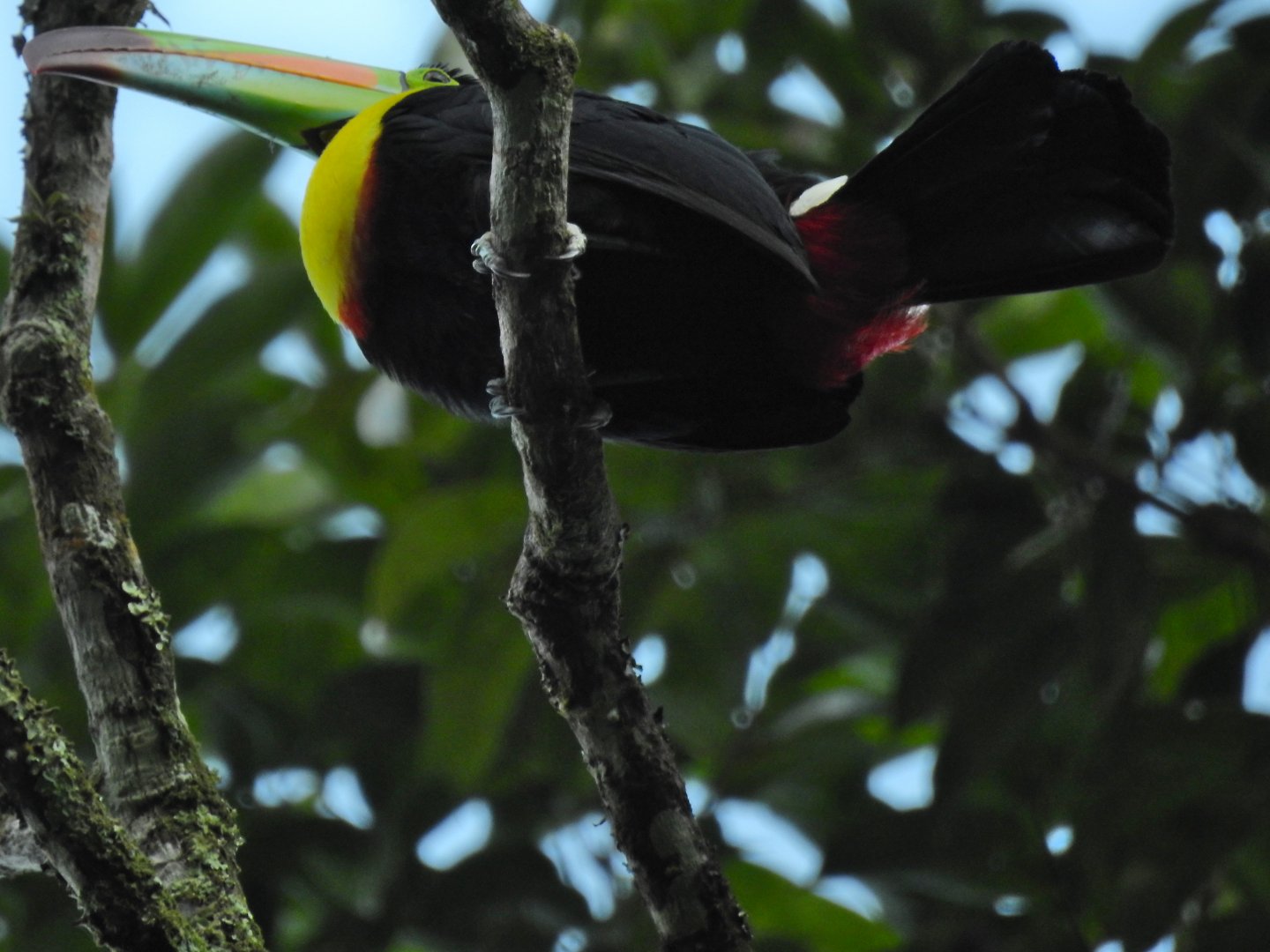 Keel Billed Toucan