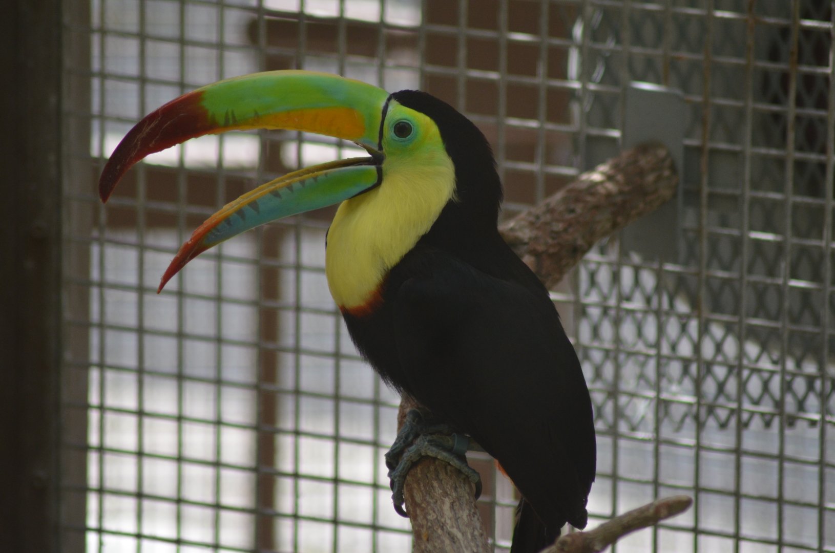 Keel-billed Toucan