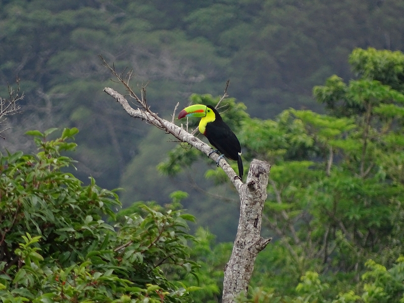 Keel-billed toucan