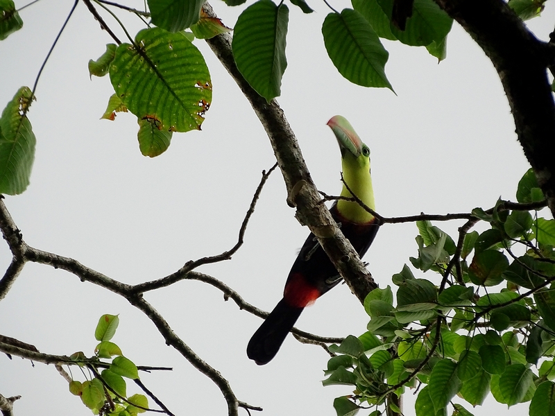 Keel-billed toucan