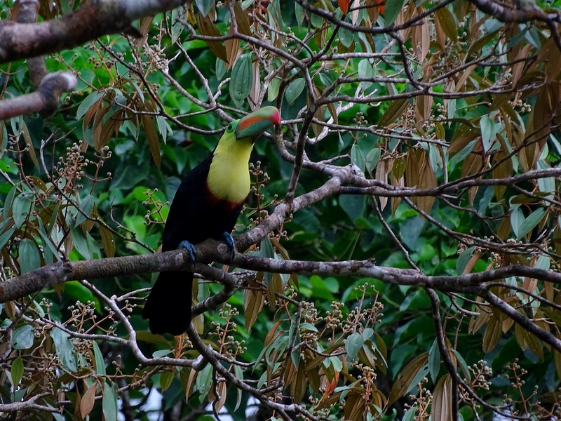 Keel-billed toucan