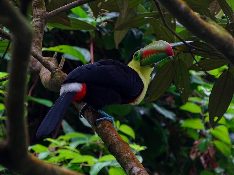 Keel-billed toucan