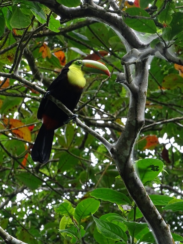 Keel-billed toucan