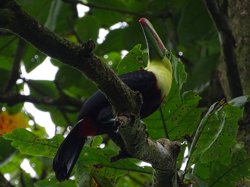 Keel-billed toucan