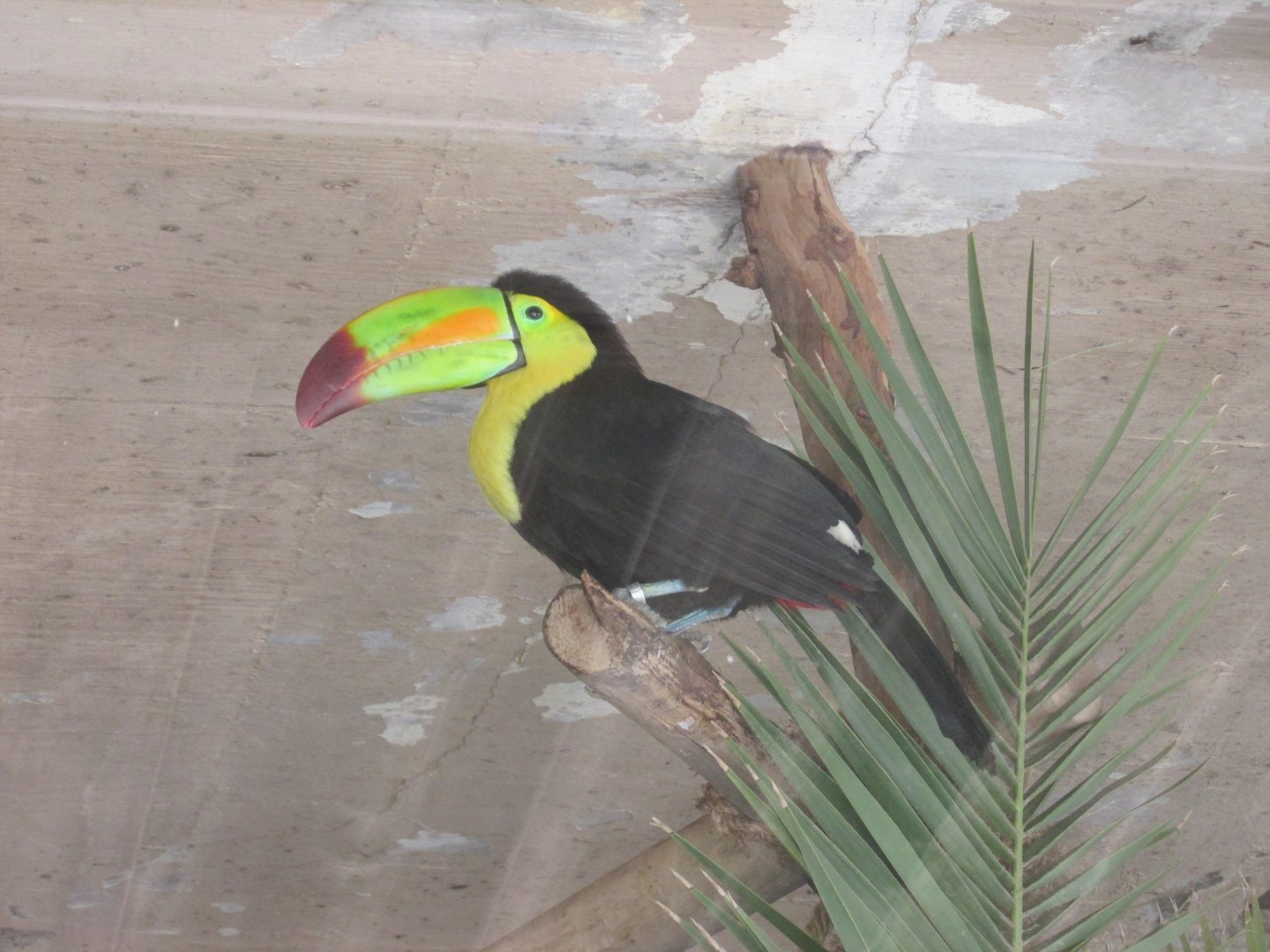 keel billed toucan