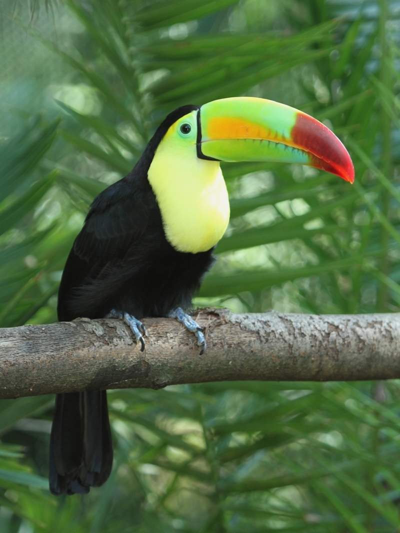 Keel-billed Toucan
