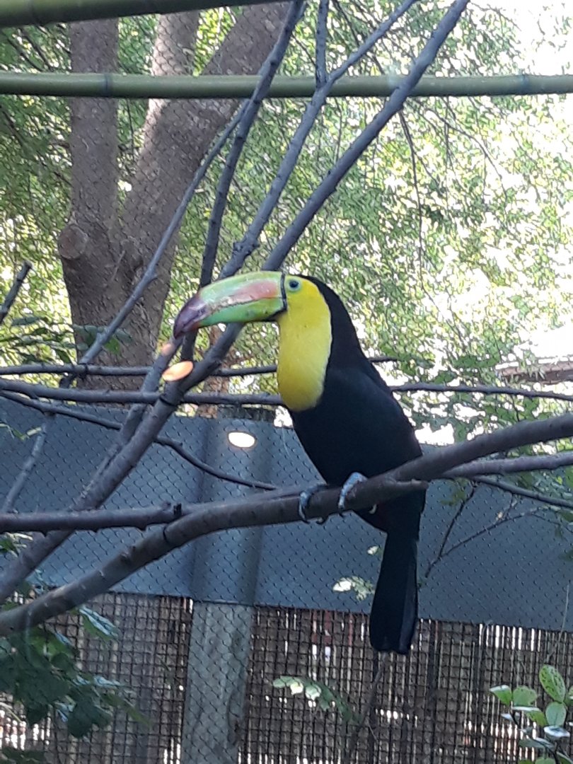 Keel-billed toucan