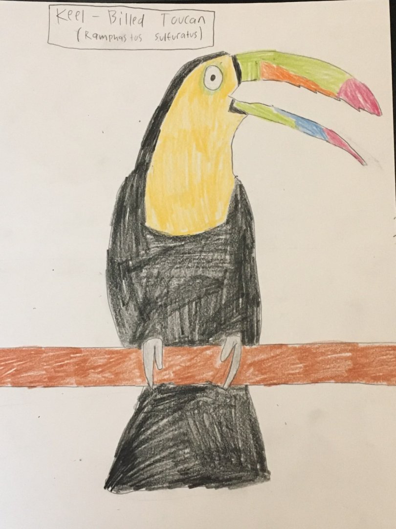 Keel-Billed Toucan