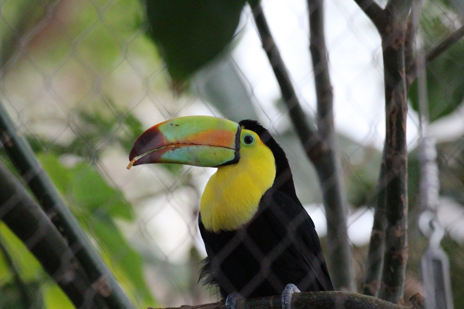 Keel-billed Toucan