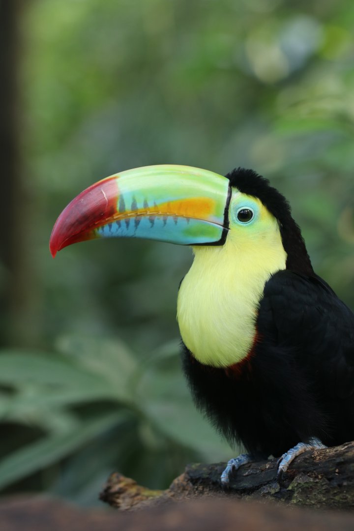 Keel-billed toucan