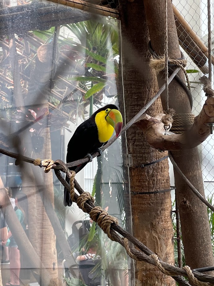 Keel Billed Toucan