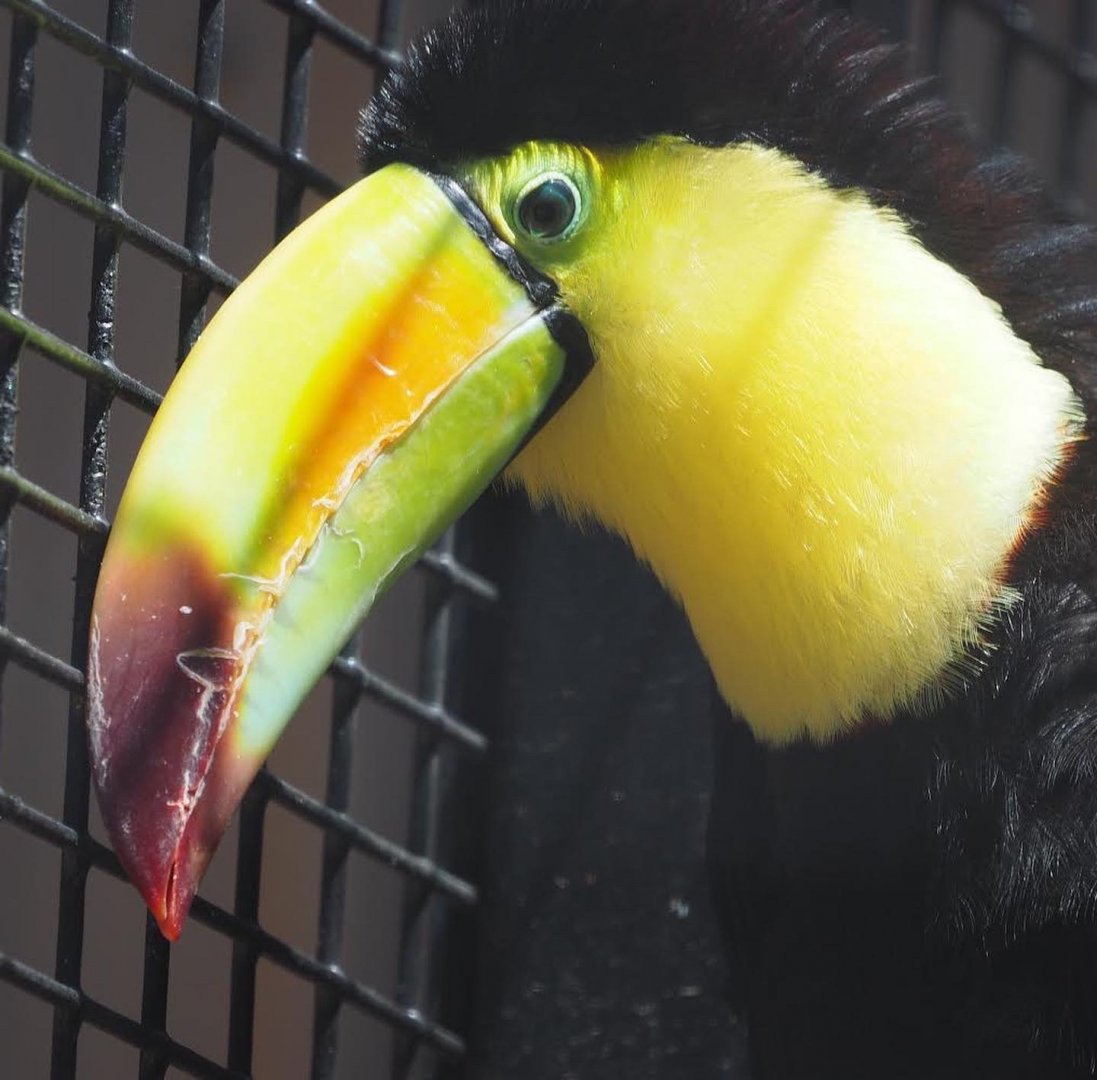 Keel-billed toucan