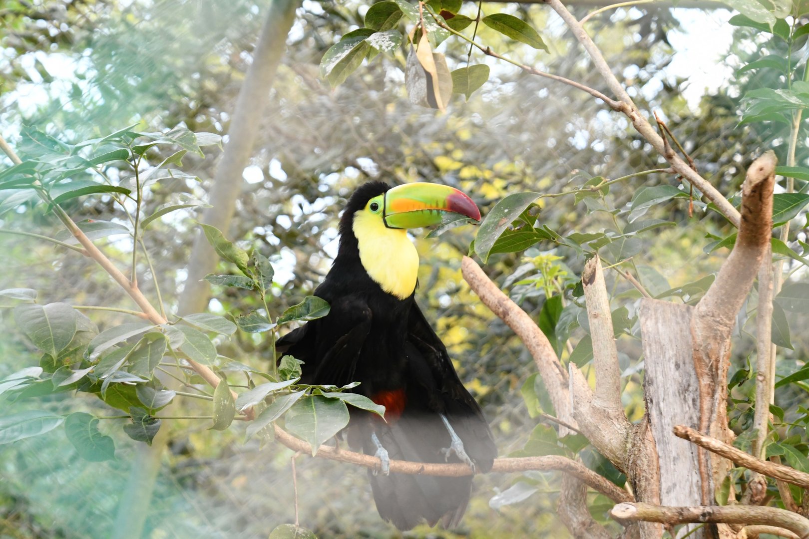 Keel-billed Toucan