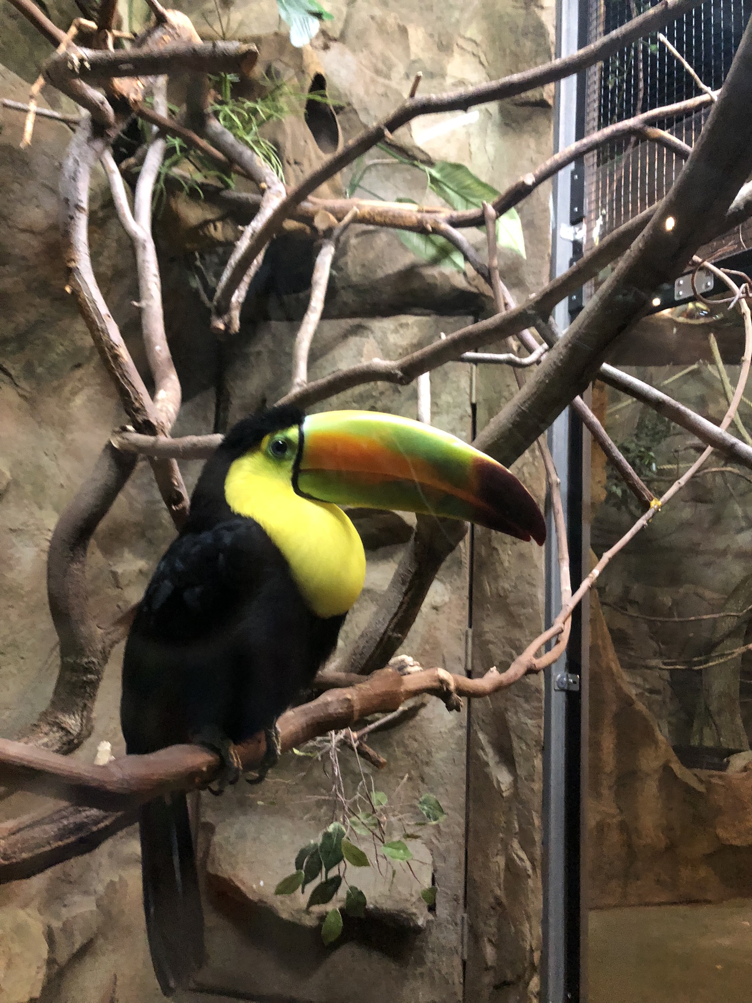 Keel-billed toucan