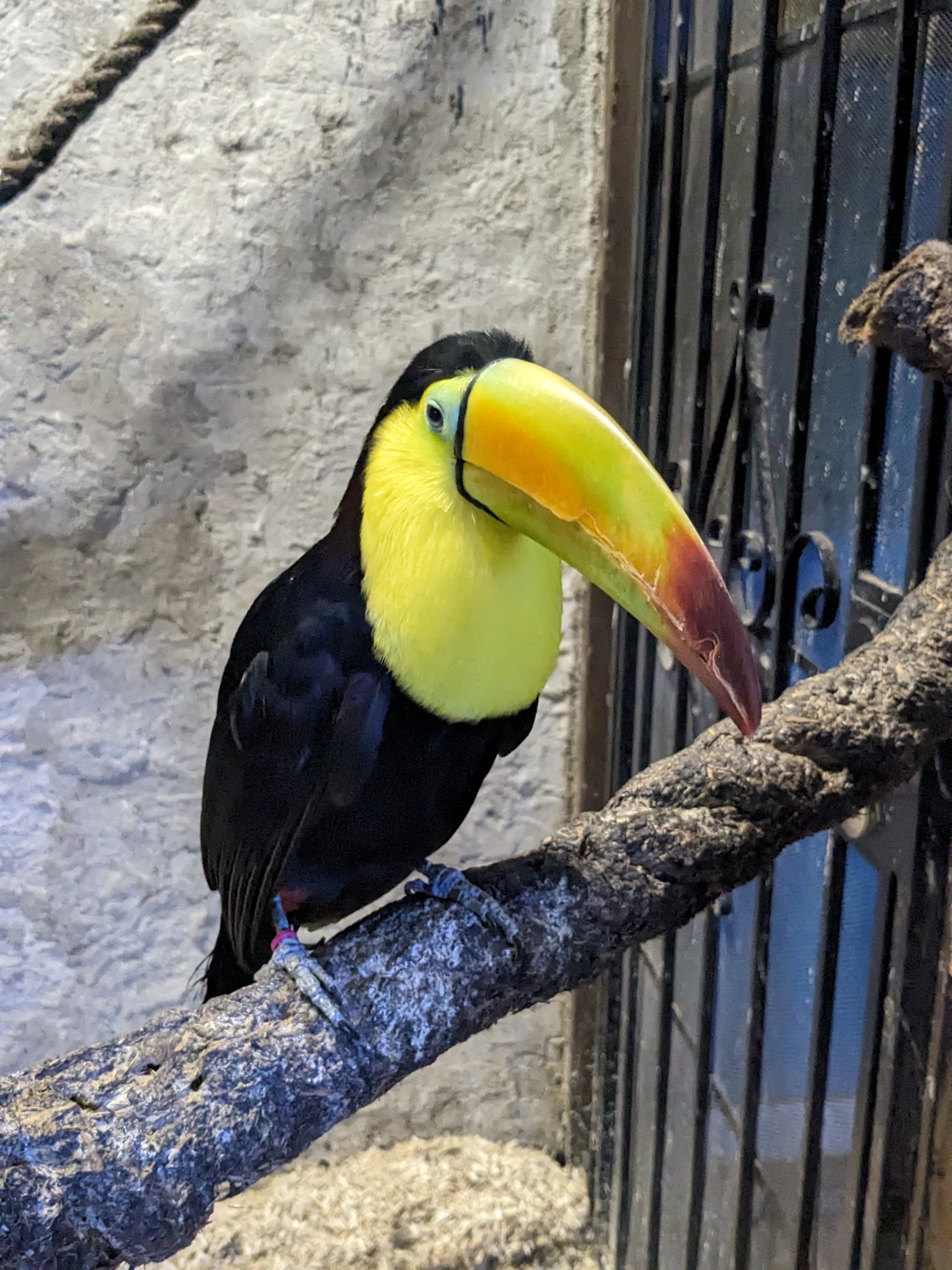 Keel billed toucan