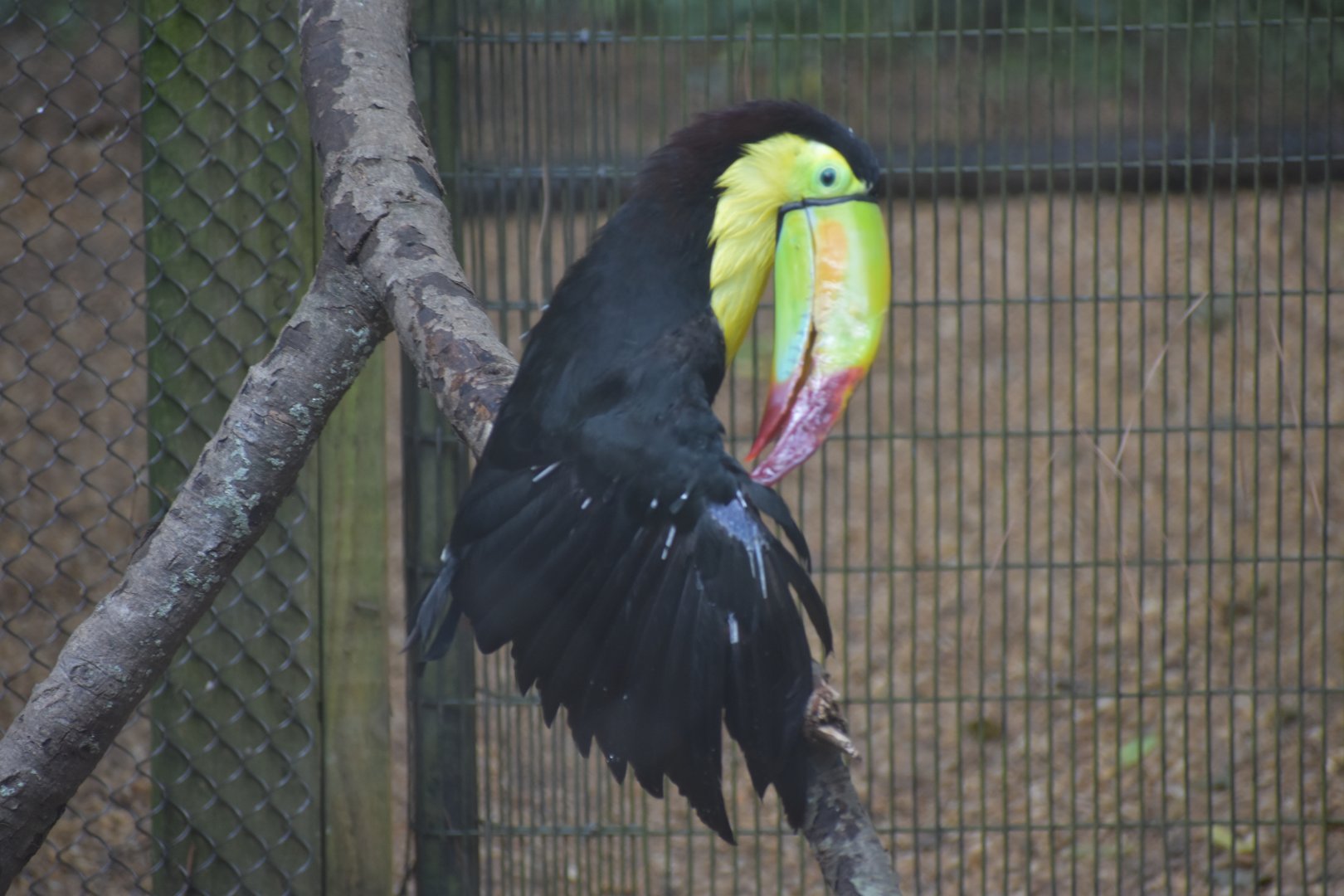 Keel-billed Toucan