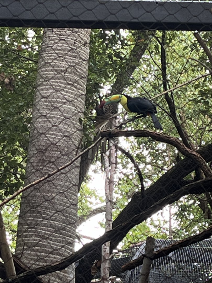 Keel-billed Toucan