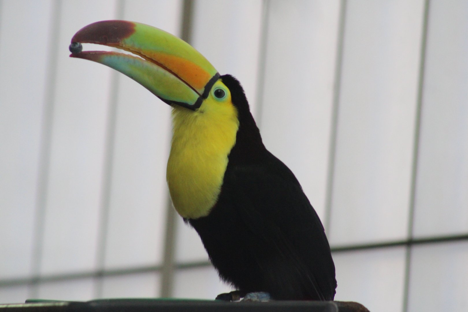 Keel-billed Toucan